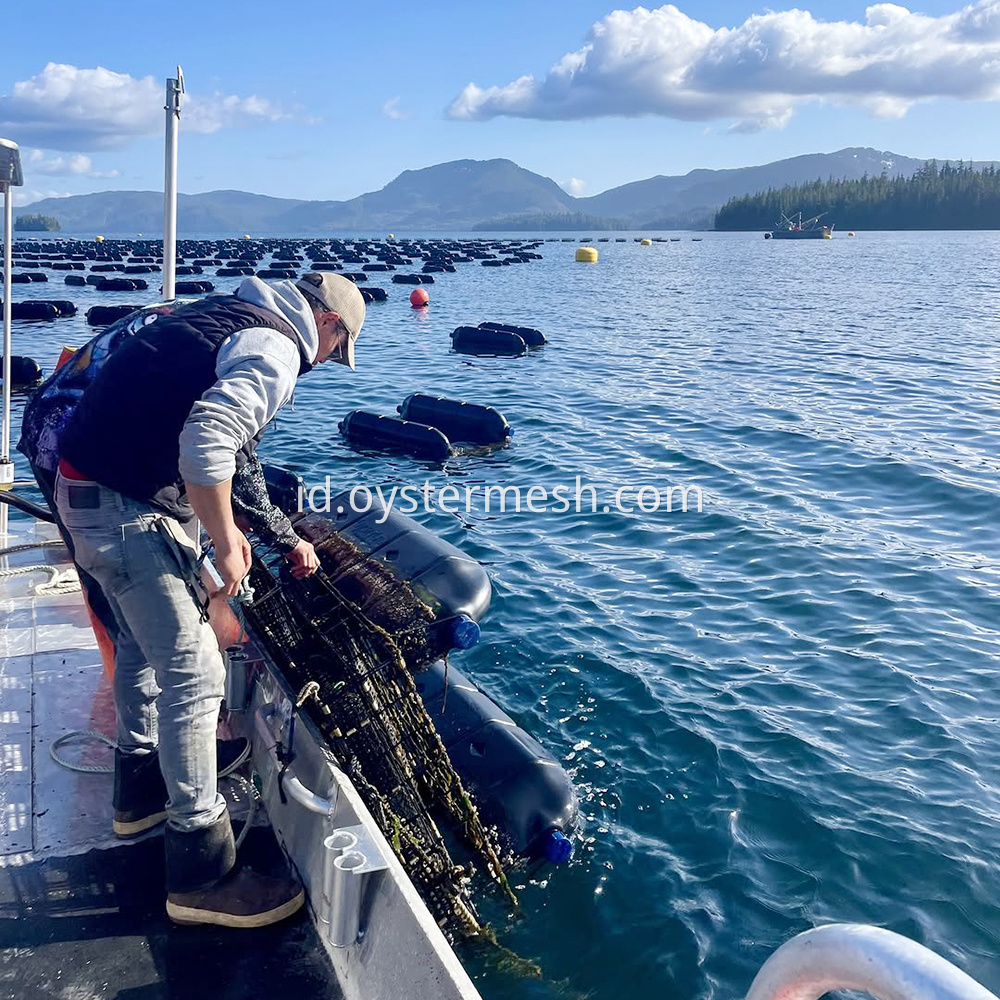 Sungai American Farm Oyster Oyster Farm American River